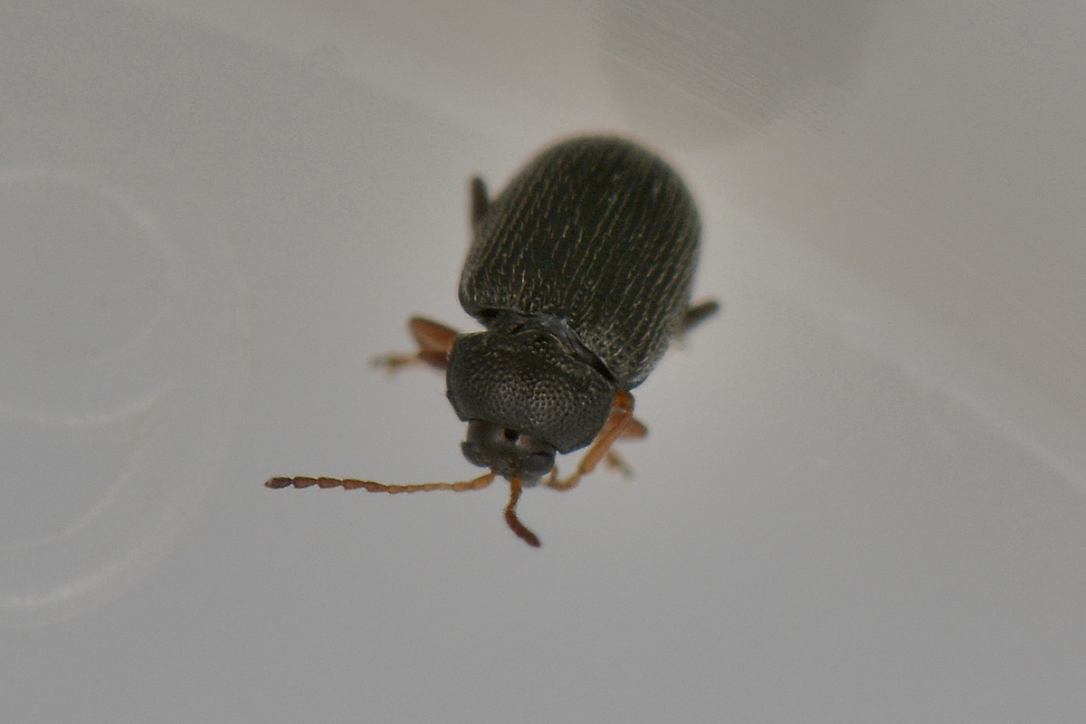 Epitrix pubescens, Chrysomelidae